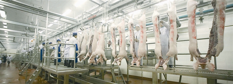 图为屠宰车间内,工人们正在对猪肉进行加工.