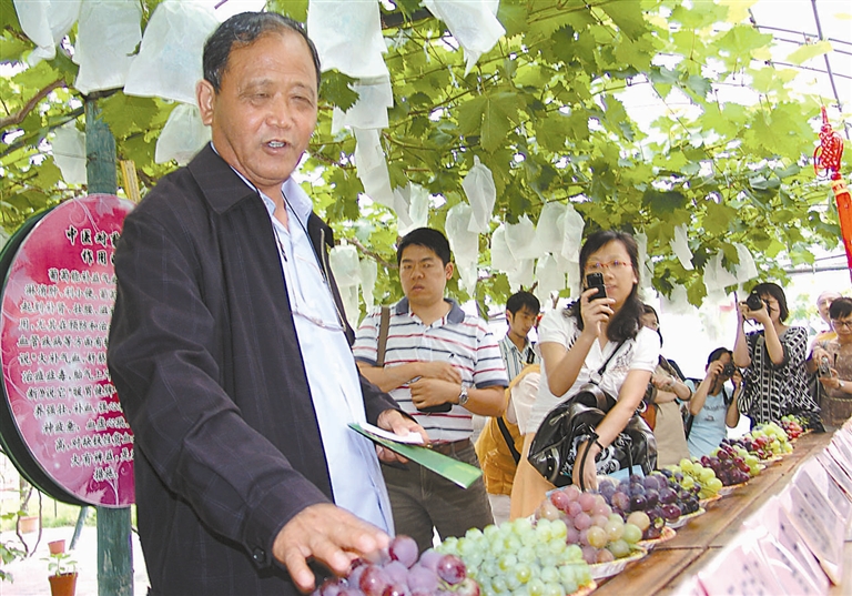 马陆葡萄获殊荣