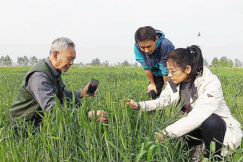 顾克礼:破解低碳套稻密码的"大地之子"