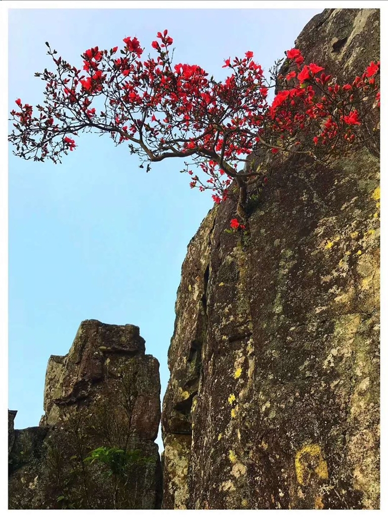 笔架山,杜鹃花开满山红似霞--今日苍南