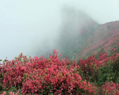 山路上,那些娇艳的"柴爿花"等你来看-今日黄岩