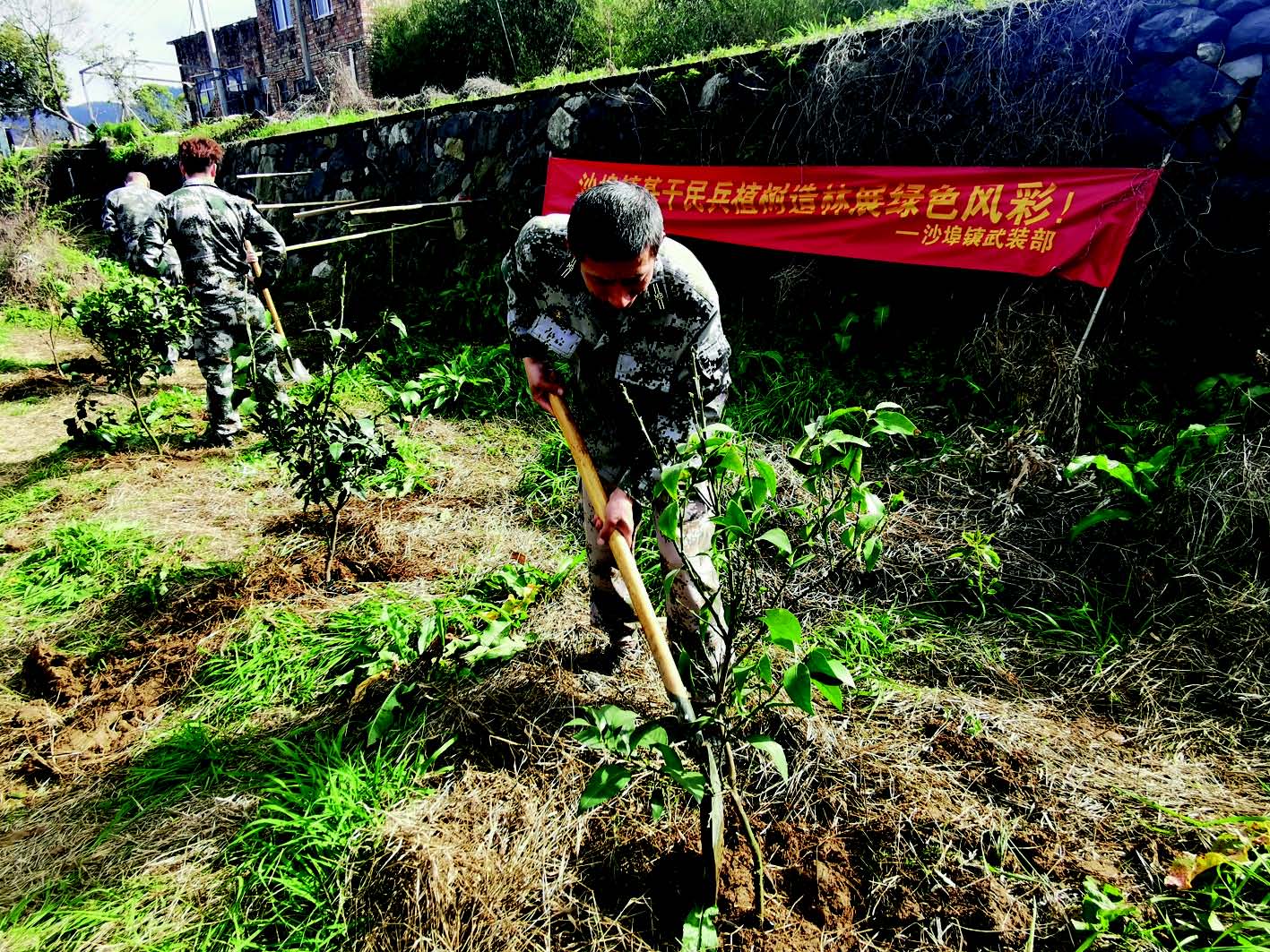 民兵义务植树添新绿 今日黄岩