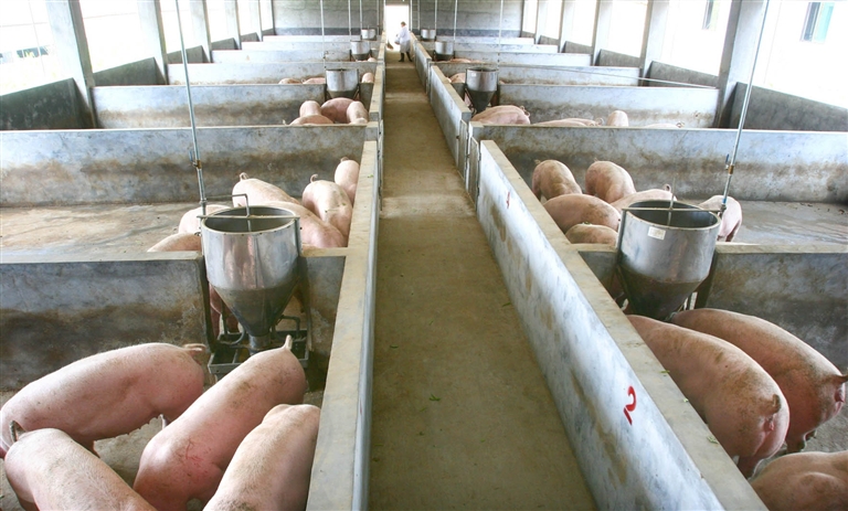 猪舍里都是现代设施养猪也实行工厂化