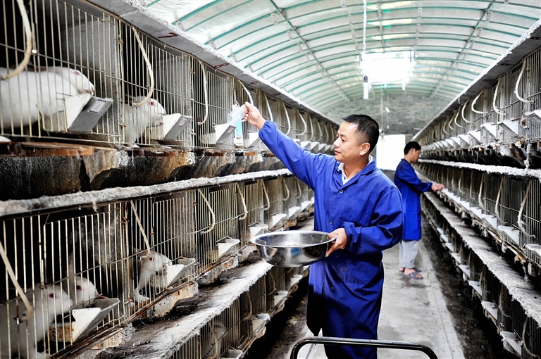 养殖户在饲养肉兔.记者 陈欣 摄