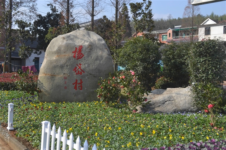 锦南街道杨岱村:播鲜花绿草扮靓"家园 建创业乐园致富"山村"