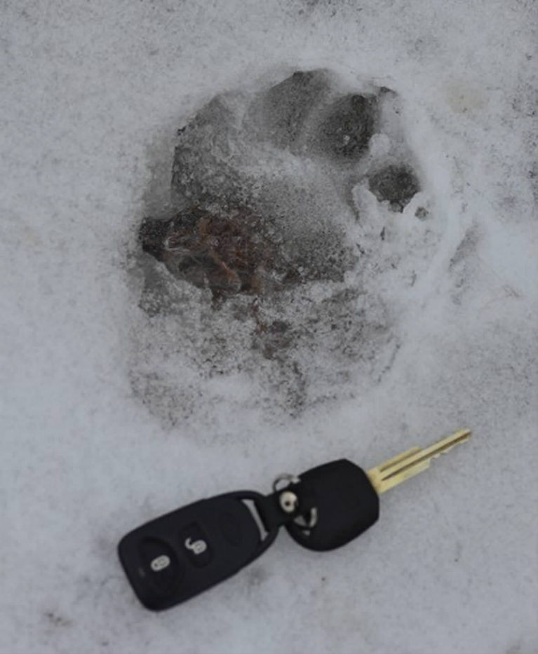 发案地附近布满15厘米长的脚印,专家初步鉴定梅花鹿之死与云豹有关