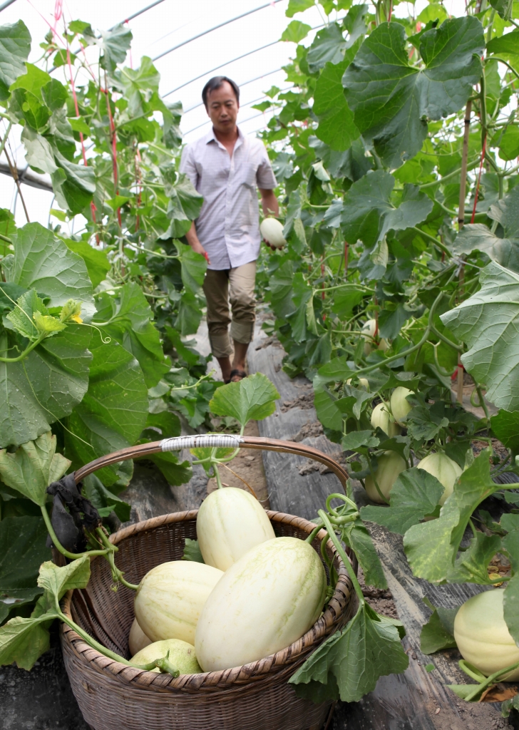 哈密瓜的人,不需要种植户张小其来"自卖自夸",脸上都会露出惊讶又满足