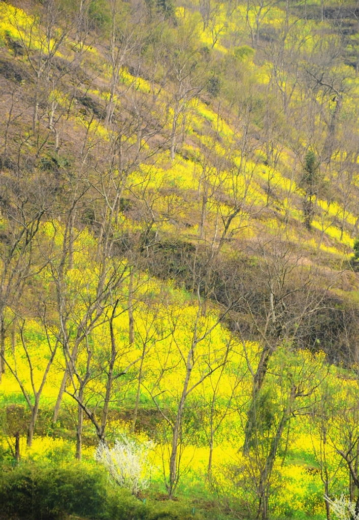 去清凉峰镇看油菜花,约不约?--今日临安