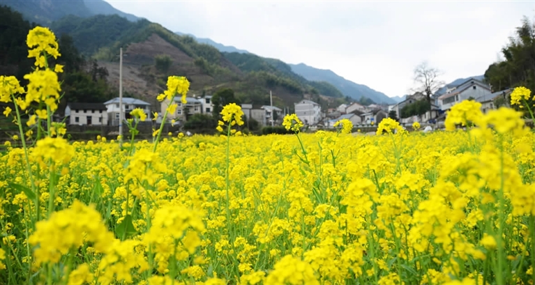 去清凉峰镇看油菜花,约不约?--今日临安