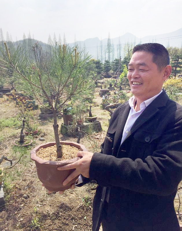 童文广自己培育的黄山松小苗