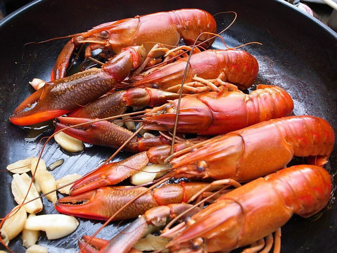 美洲海螯虾-长江文明馆