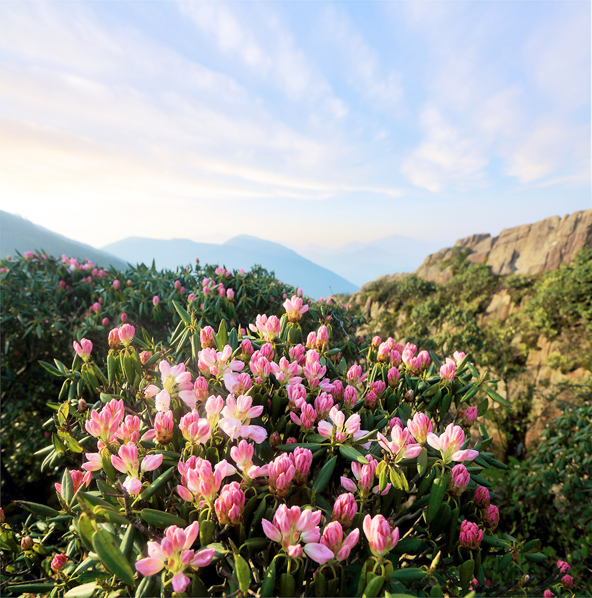 高山杜鹃花