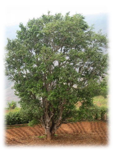 半乔木型茶树