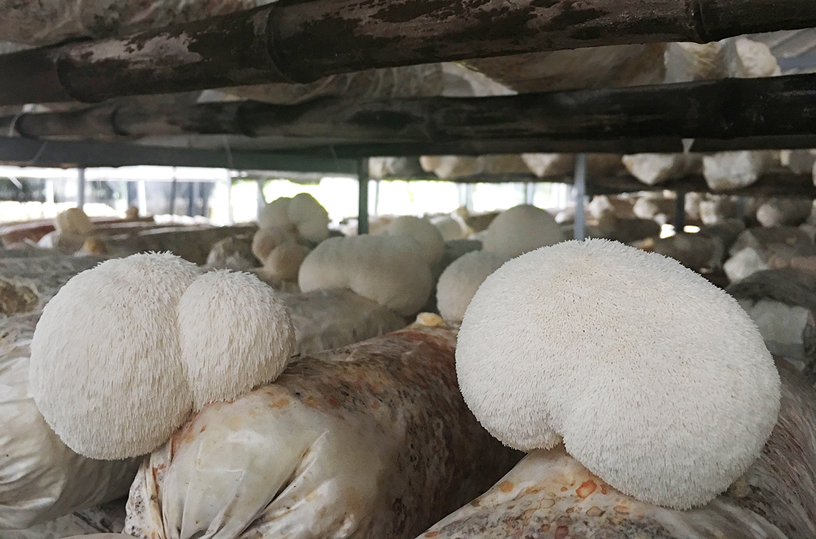 500g干猴头菇福建古田农家自种猴头菇干货 支持代发批发-阿里巴巴