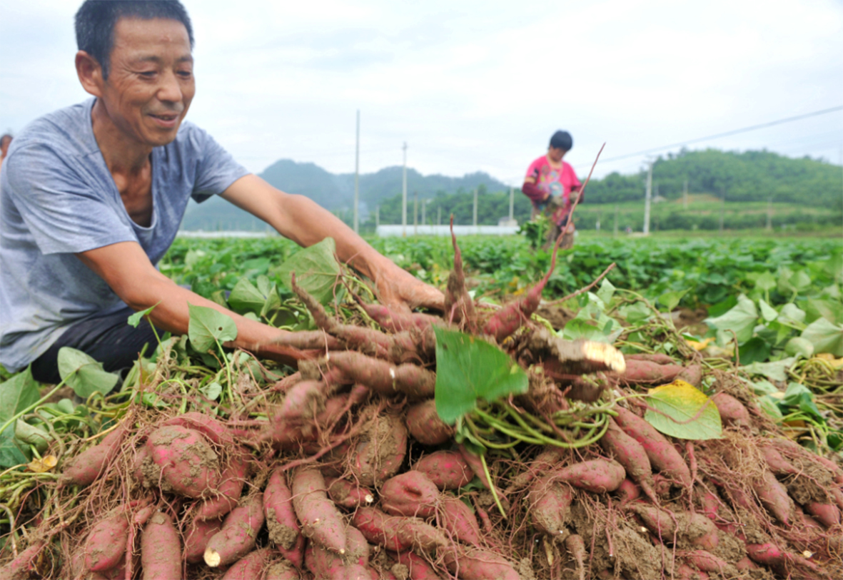 马村镇：千亩紫薯种植忙 特色农业助增收_高平市人民政府网
