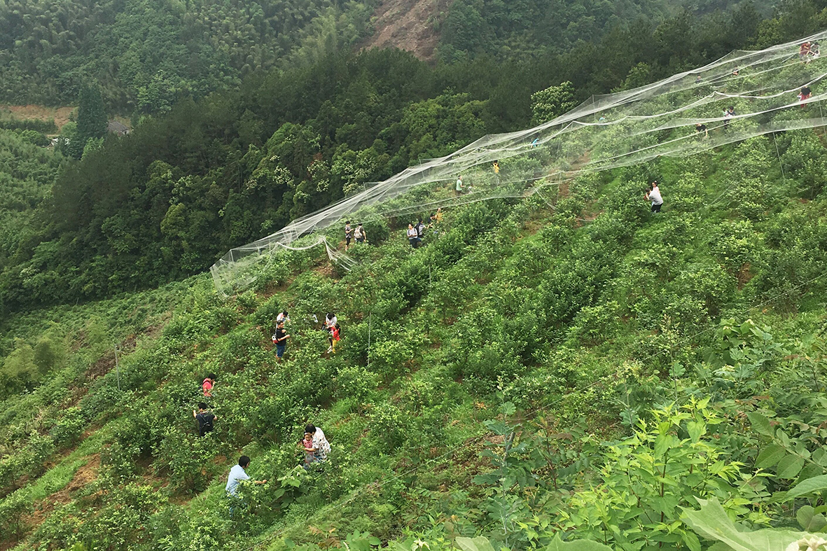 300亩优质蓝莓进入采摘期