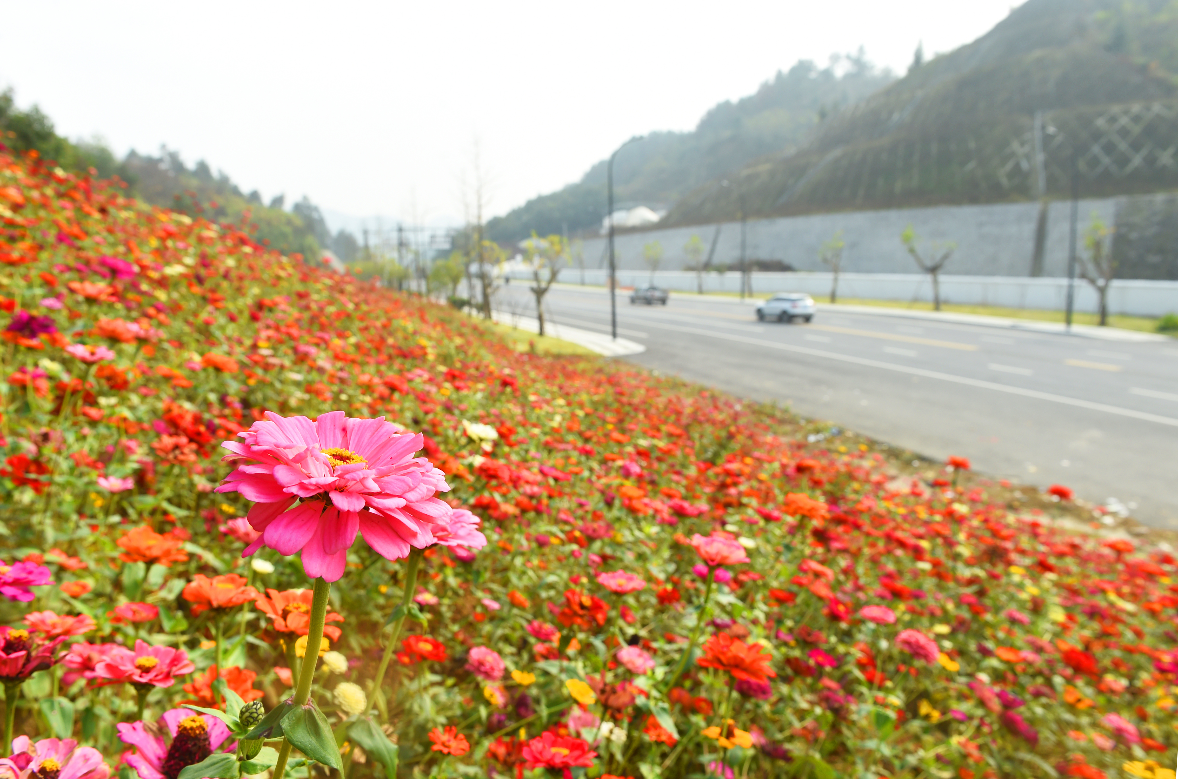 花海如画