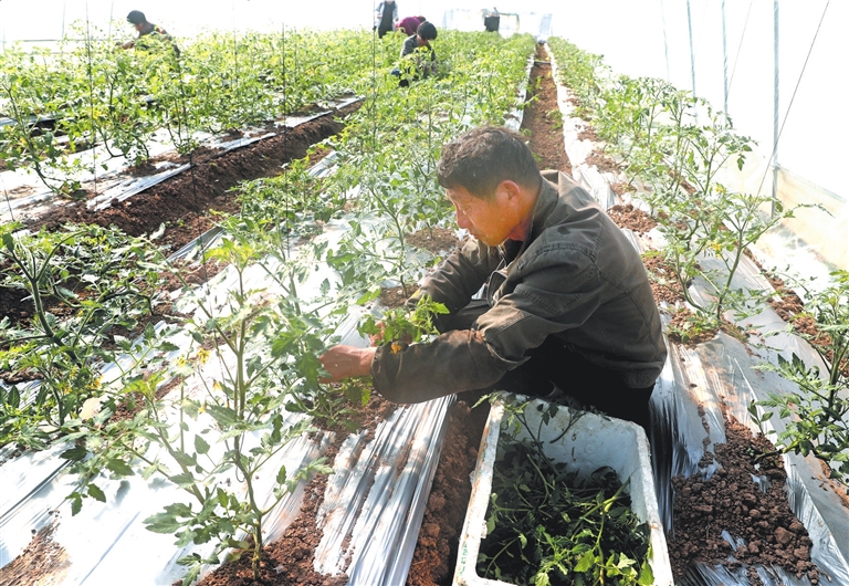 制种育苗正当时今日宁海
