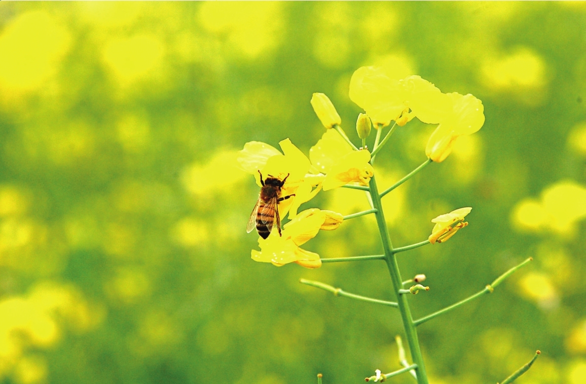 蜜蜂采花