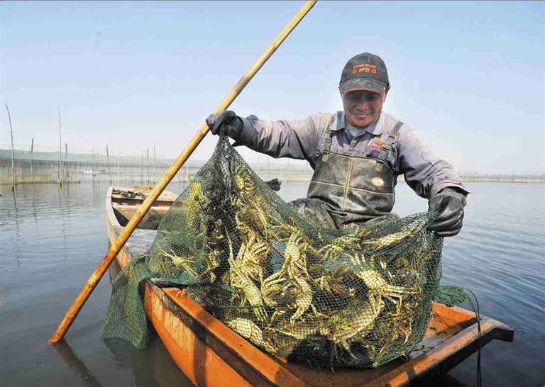 长荡湖大闸蟹批量上市