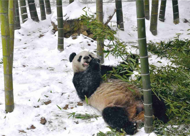 白雪皑皑熊猫惬意过冬
