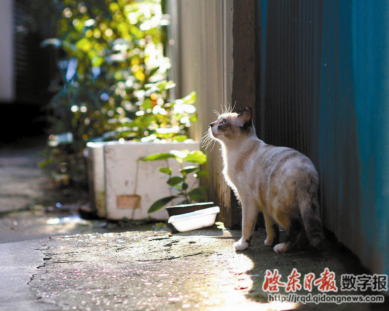 都市流浪猫