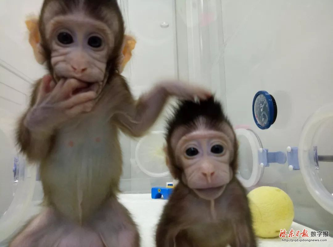 怎么才能养一只猴子(可以养实验猴子吗) - 科猫网