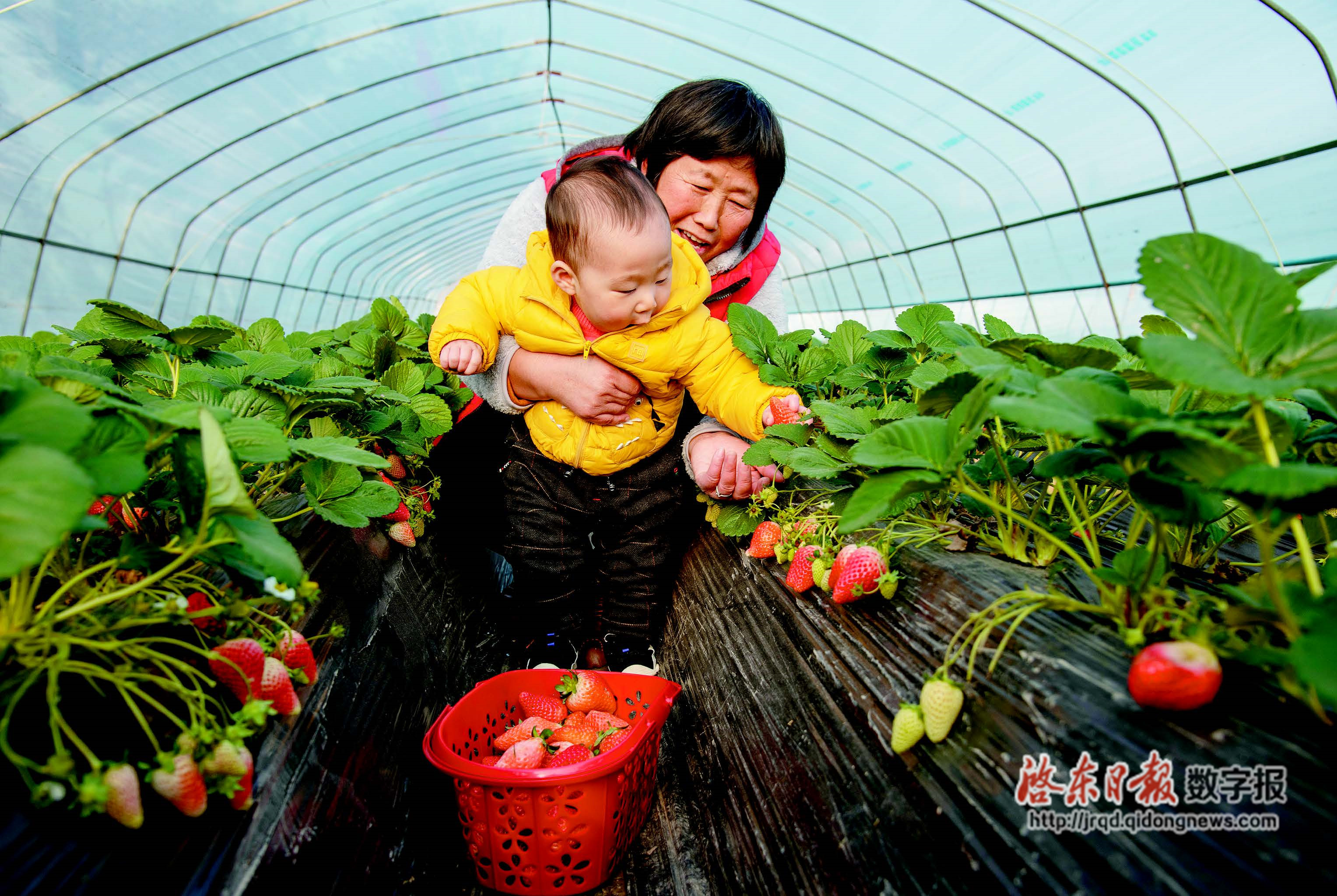 小朋友在忻府区欣欣生态园果蔬大棚采摘草莓-忻州在线 忻州新闻 忻州日报网 忻州新闻网
