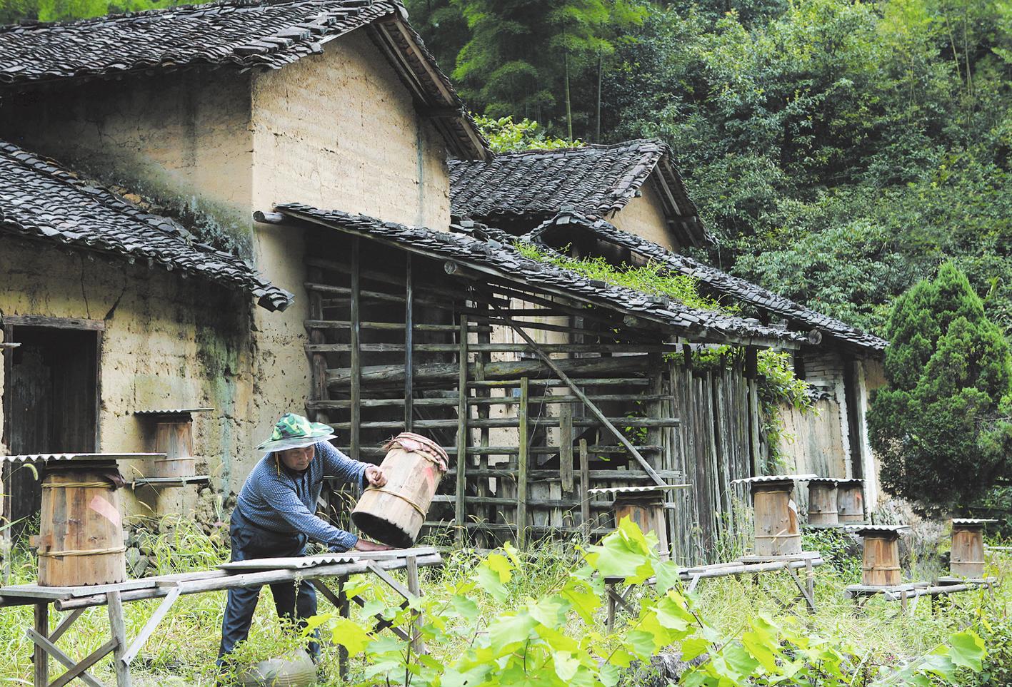 中峰养殖