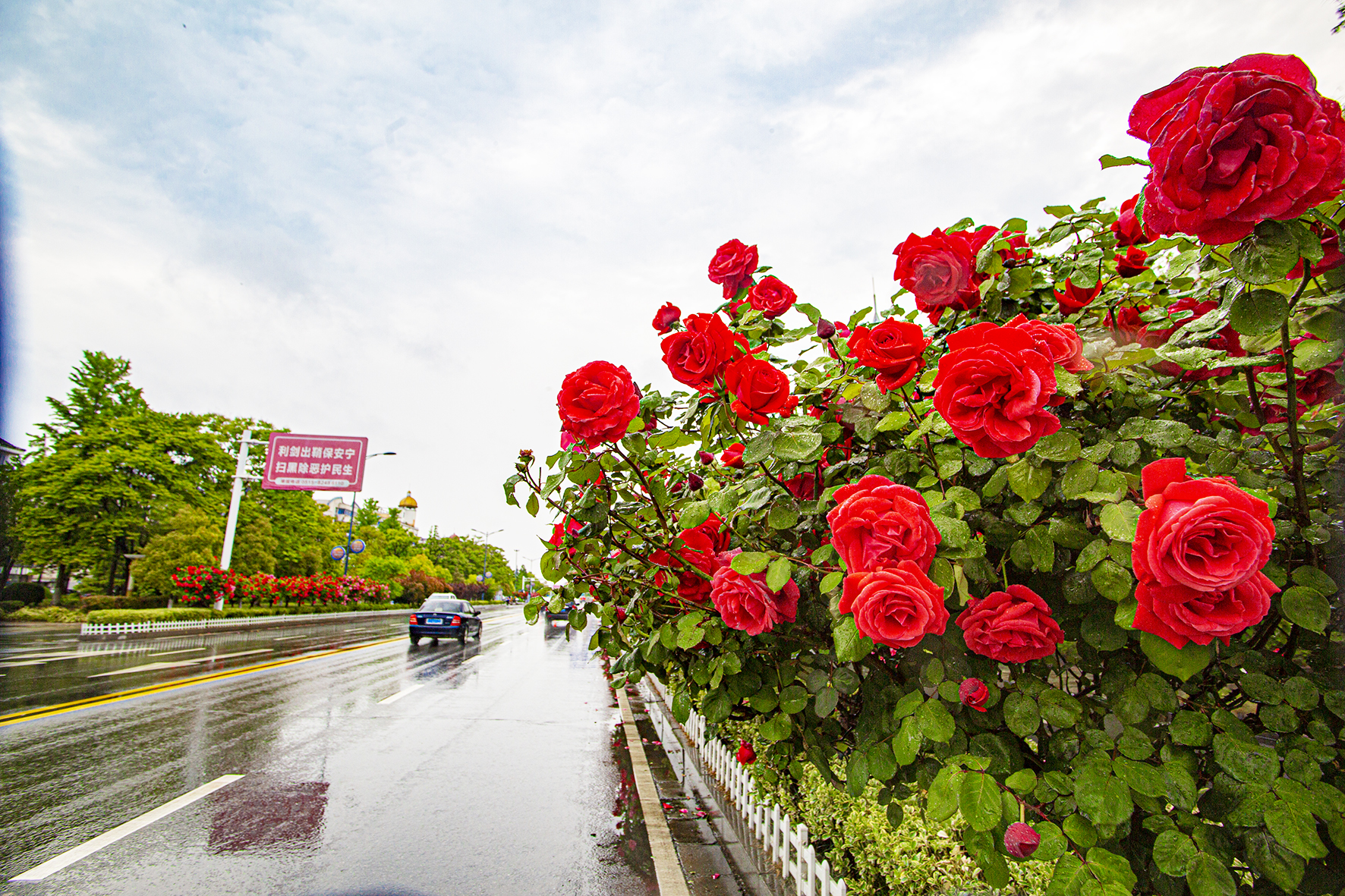 烂漫月季花满路