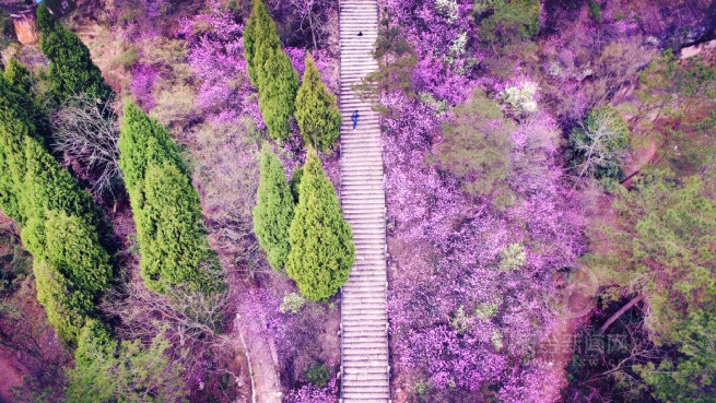 映山红,在天台叫柴爿花,也是天台山春季最美的景色之一.