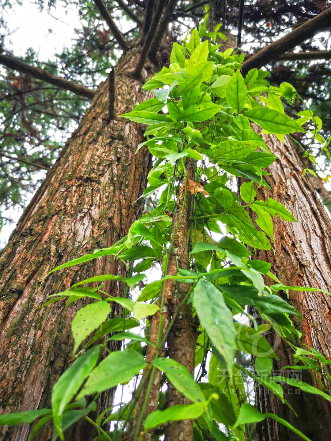 仿野生种植三叶青