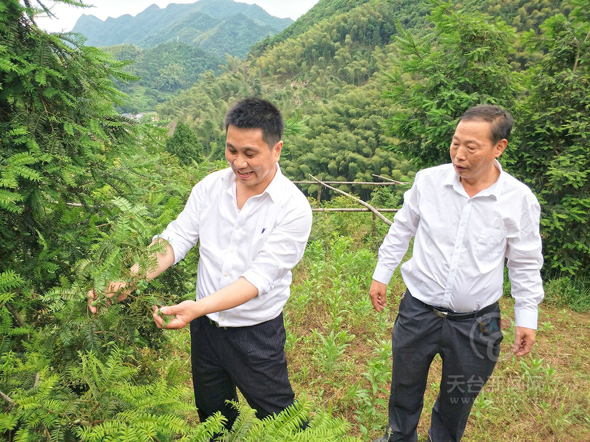 天台县在沪流动党员吴武军激活空心村新动能