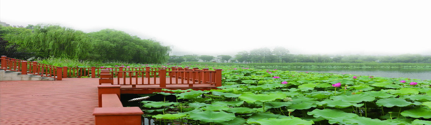 荷花塘公园荷花争相开放.