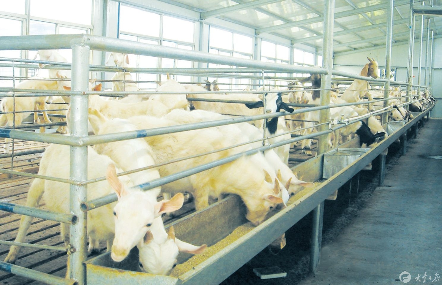 养殖场里的波尔山羊正在享受美食.