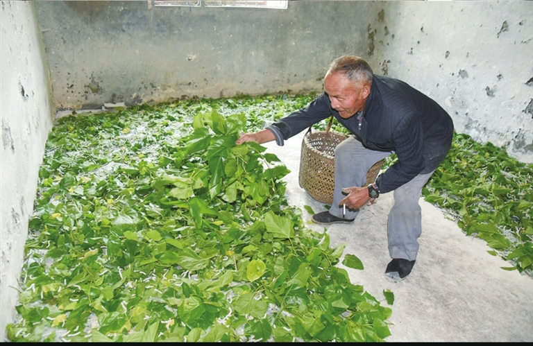 给春蚕投喂桑叶