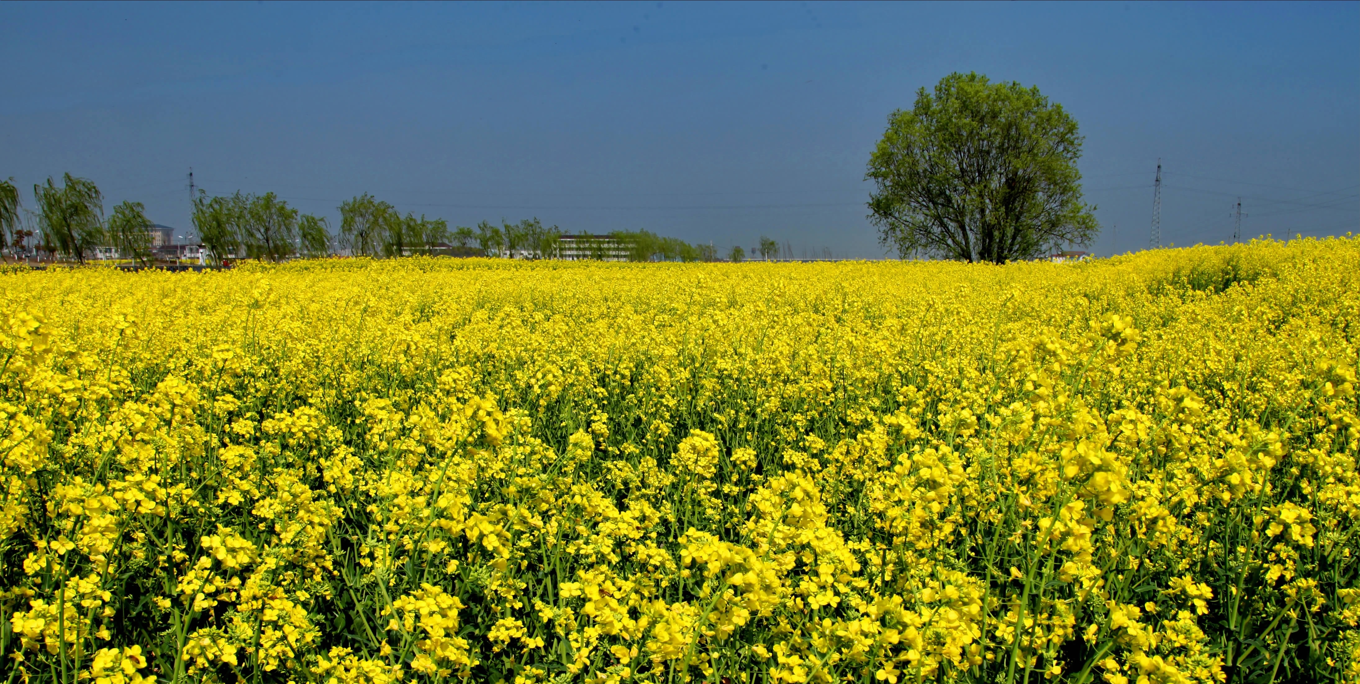 金色海洋  叶兆祥摄