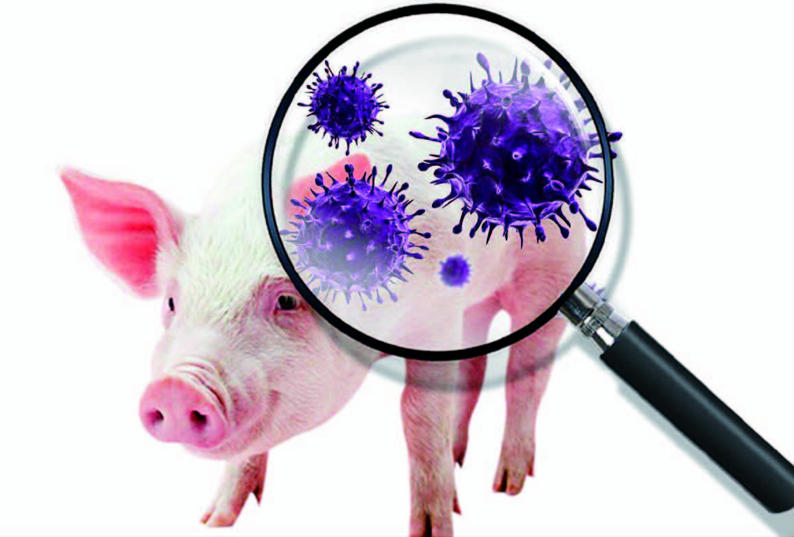 海州区非洲猪瘟疫情得到有效控制
