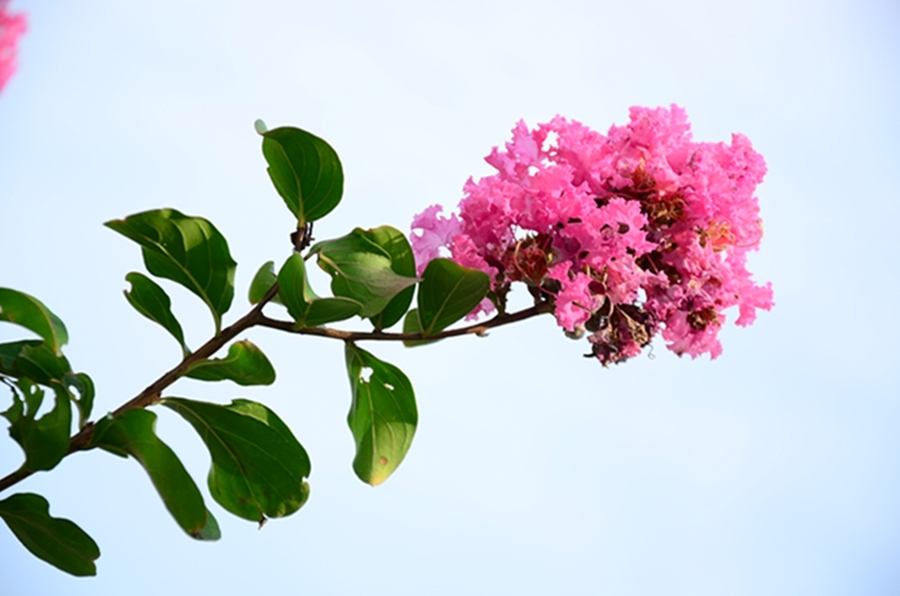 江苏的市花图片