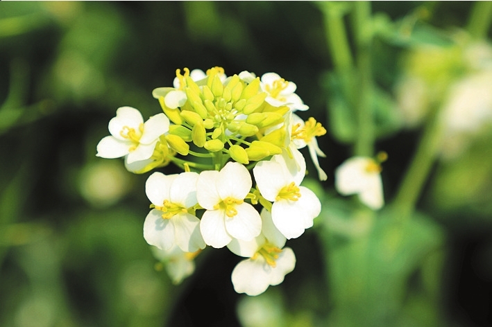白色油菜花在嘉定盛放