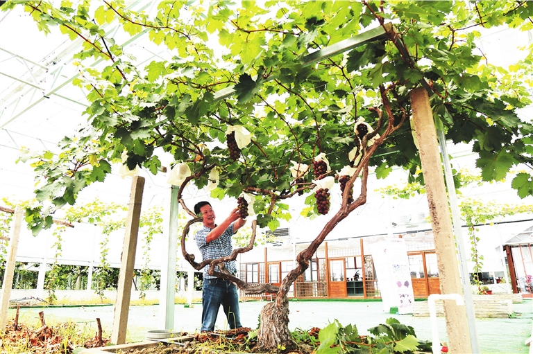 藏有一件镇园之宝:一株1982年冬天栽种的"巨峰"葡萄树