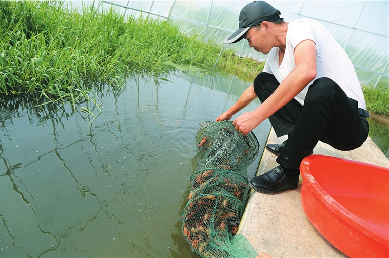 大棚养虾,虾稻套养,卖小龙虾苗……火爆的小龙虾,其经济圈不止于此.