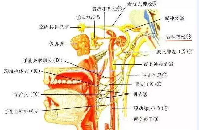 茎突的准确位置图图片