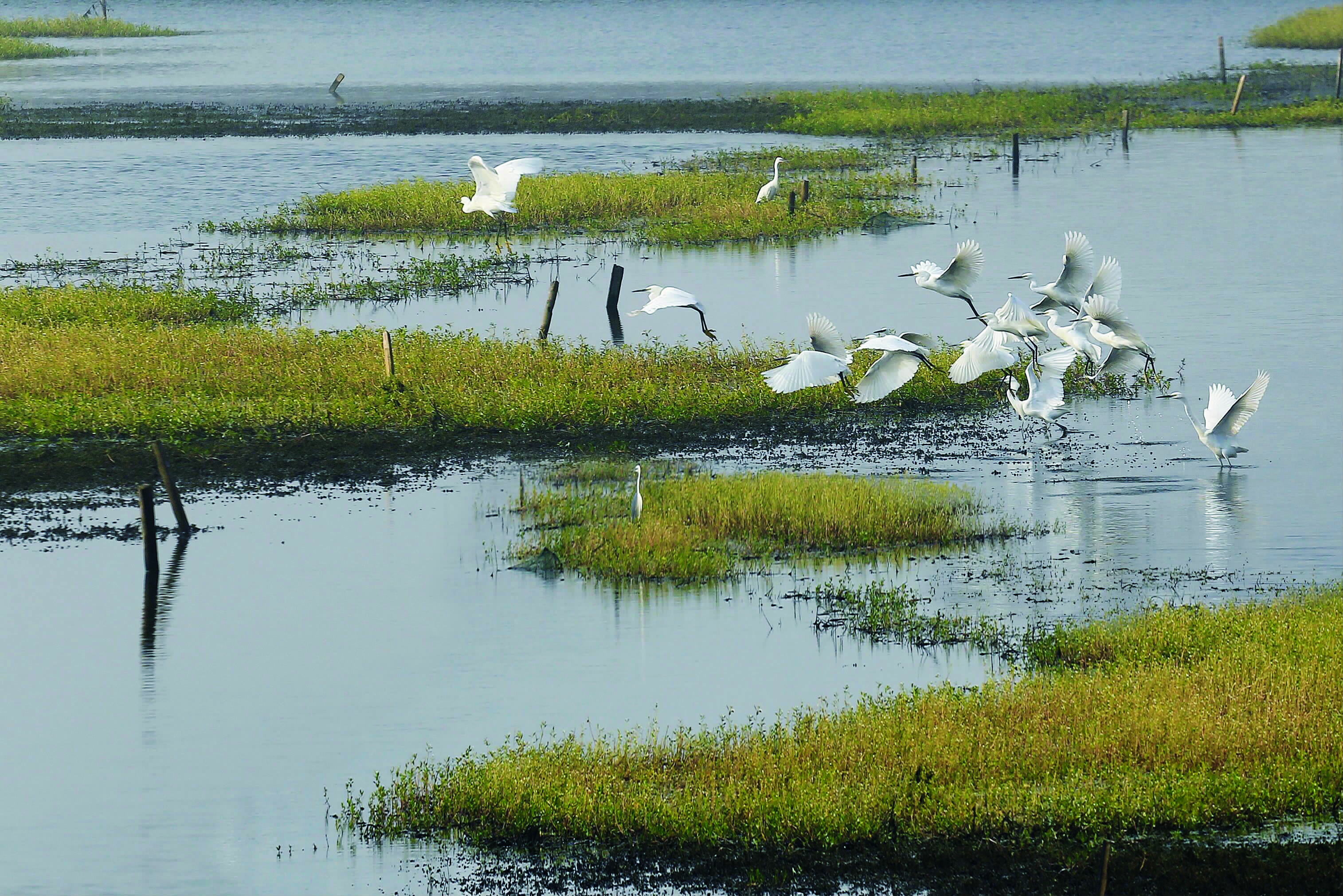 今年2月2日是第24个"世界湿地日,主题是"湿地与生物多样性:湿地滋润