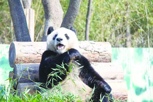 江南百景图野生熊猫图片