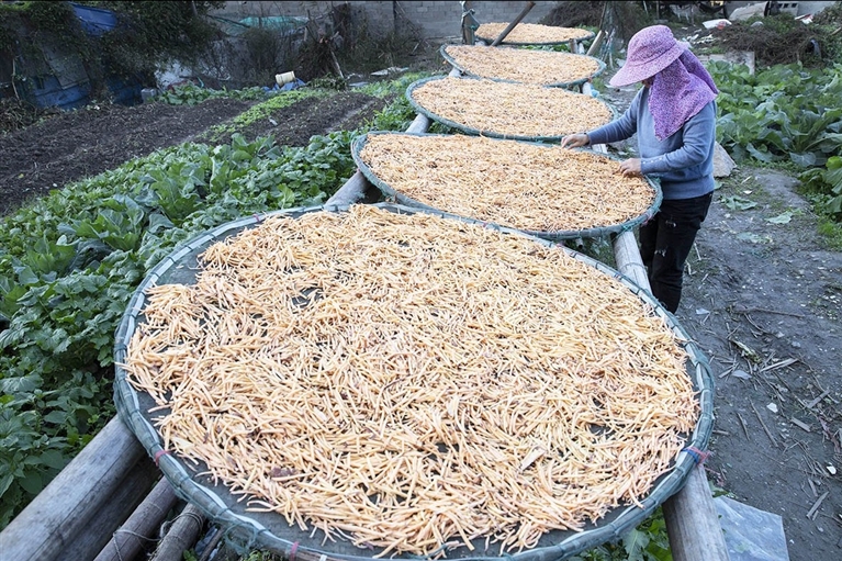 红薯丝促农增收