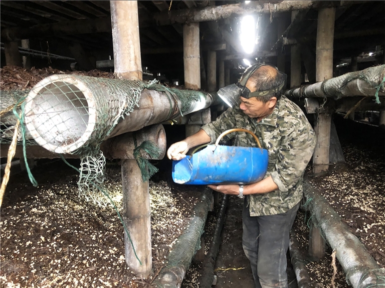 藻溪丁埠头村:小蘑菇撑起"致富伞"