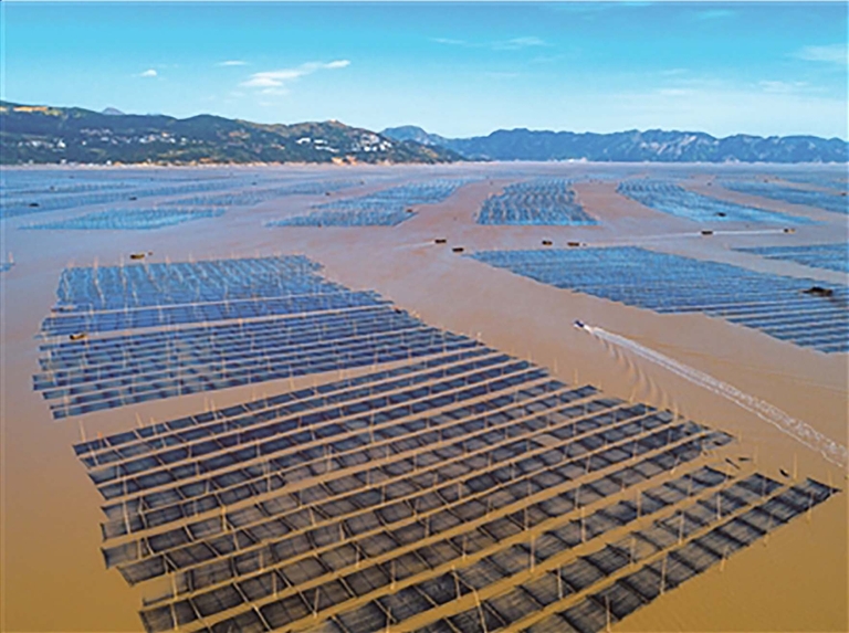 苍南大渔湾黄金海岸线紫菜养殖基地.刘伟/摄