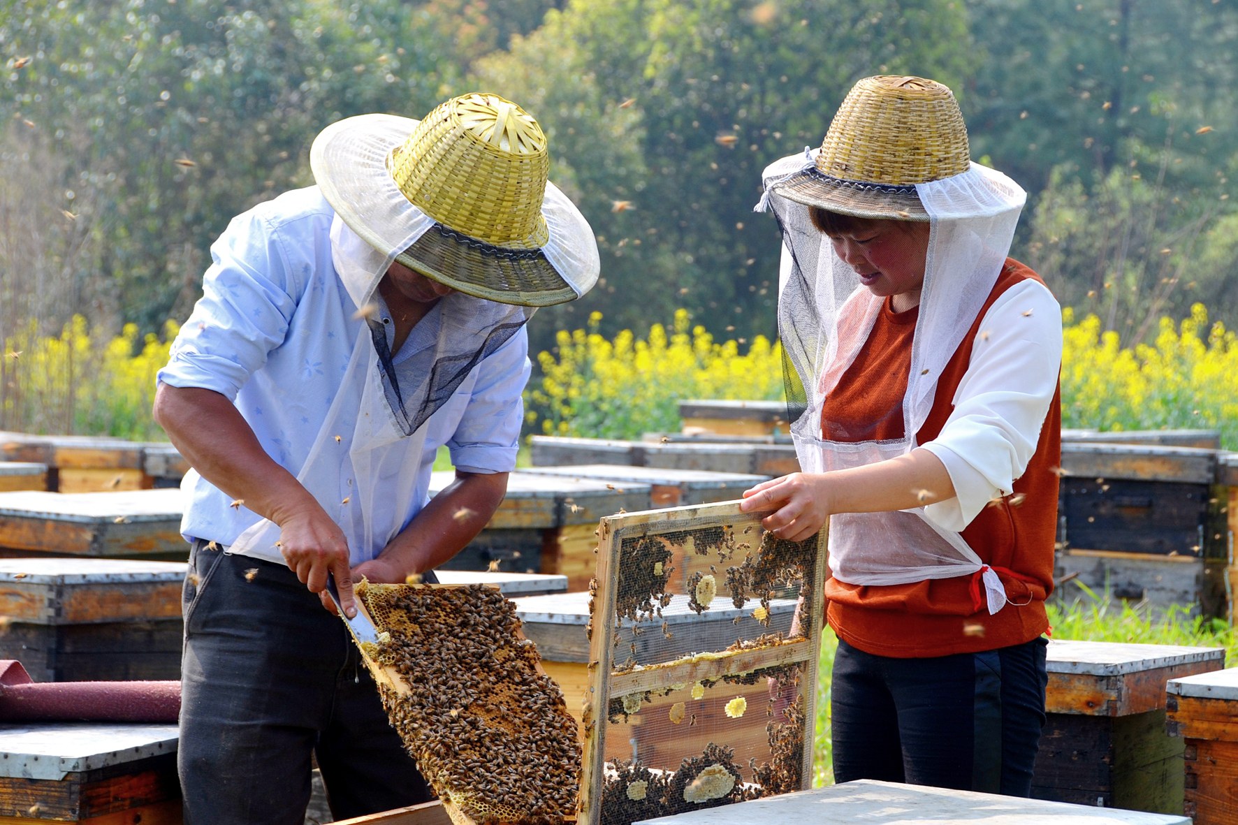 东江养蜂人图片