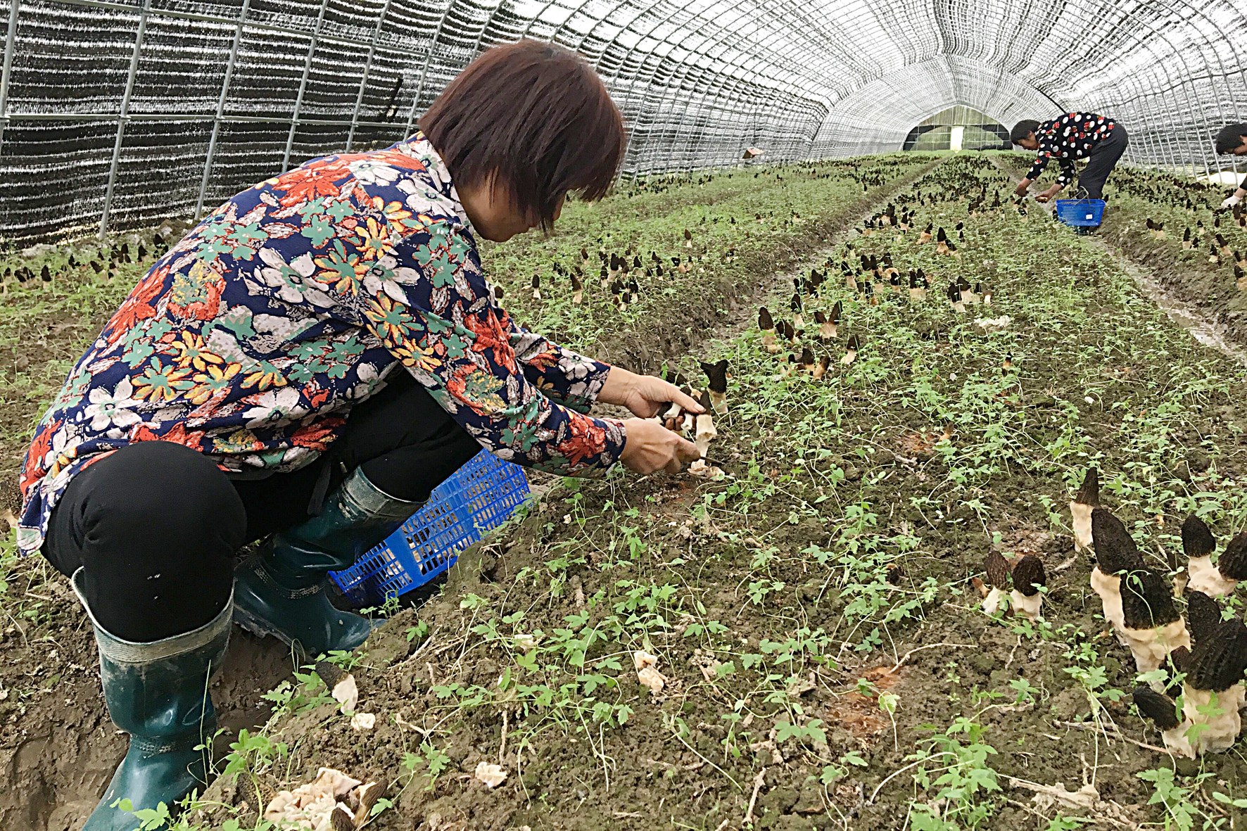 云南松露人工种植基地图片